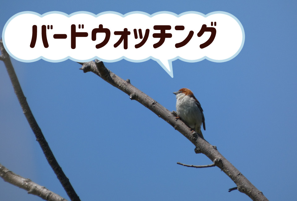 デジタルデトックスとバードウォッチング