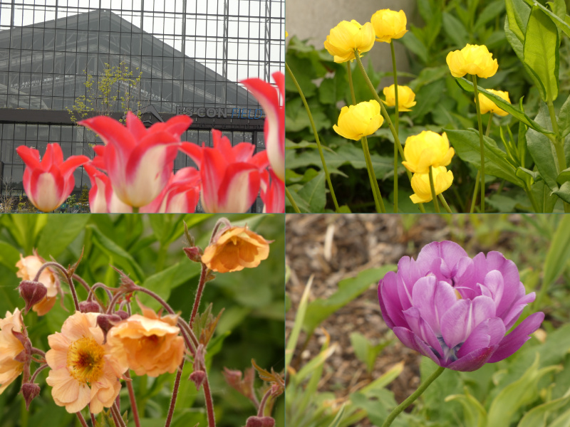 Fビレッジ内の花まとめ